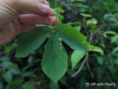 Manihot carthagenensis