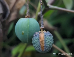 Manihot carthagenensis