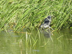 Nycticorax nycticorax