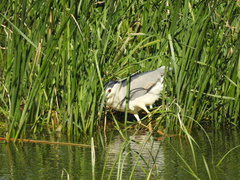 Nycticorax nycticorax