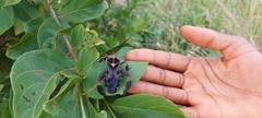 Petascelis remipes