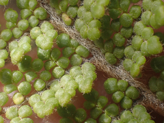 Myriopteris lendigera