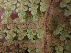 Myriopteris lendigera