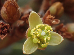 Persea obtusifolia