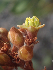 Persea obtusifolia