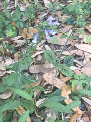 Salvia lyrata image
