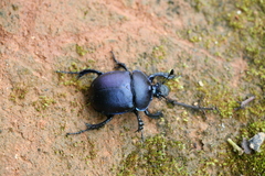Enoplotrupes sharpi