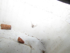 Araneae