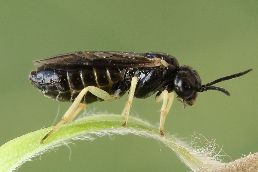 Templed Fern-sawfly