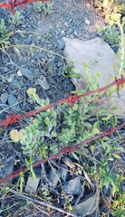 Crassula mesembryanthoides mesembryanthoides