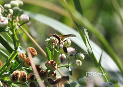 Mischocyttarus drewseni
