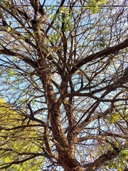 Quercus vaseyana