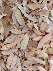 Quercus vaseyana