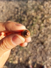 Quercus vaseyana