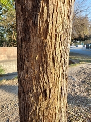 Quercus vaseyana
