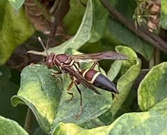 Polistes stabilinus