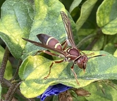 Polistes stabilinus