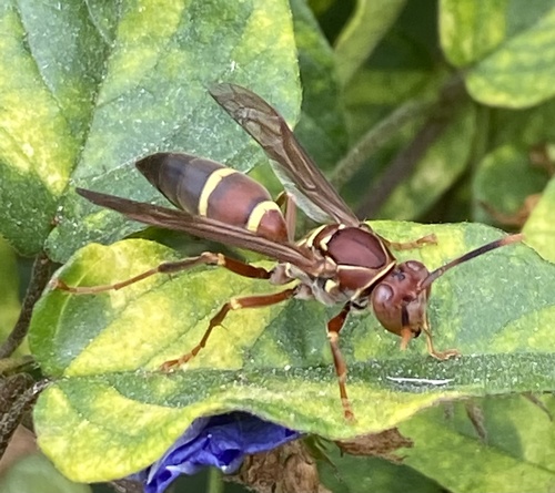 Polistes stabilinus