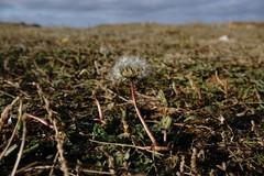 Taraxacum hybernum