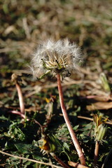 Taraxacum hybernum