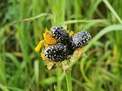 Oxythyrea noemi