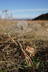 Taraxacum hybernum
