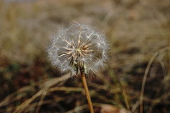 Taraxacum hybernum