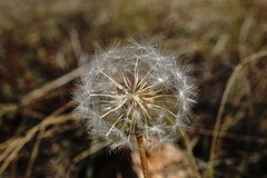 Taraxacum hybernum