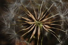 Taraxacum hybernum