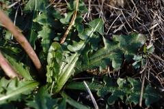 Taraxacum hybernum