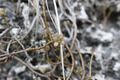 Portulaca psammotropha