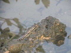 Periophthalmus argentilineatus