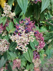 Miconia subseriata
