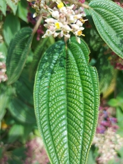 Miconia subseriata