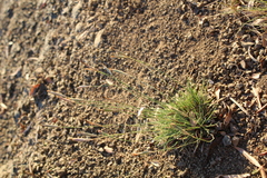 Dianthus micropetalus