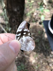 Catonephele acontius