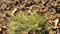 Dianthus micropetalus