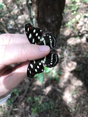 Catonephele acontius