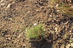 Dianthus micropetalus
