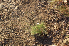 Dianthus micropetalus