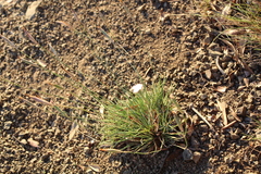Dianthus micropetalus
