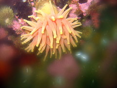 Cribrinopsis similis