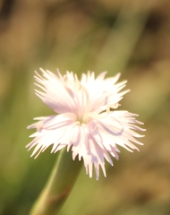 Dianthus micropetalus