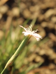 Dianthus micropetalus