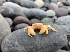 Pinnotherelia laevigata