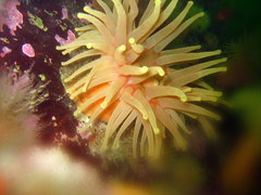 Cribrinopsis similis