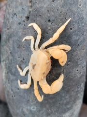 Pinnotherelia laevigata