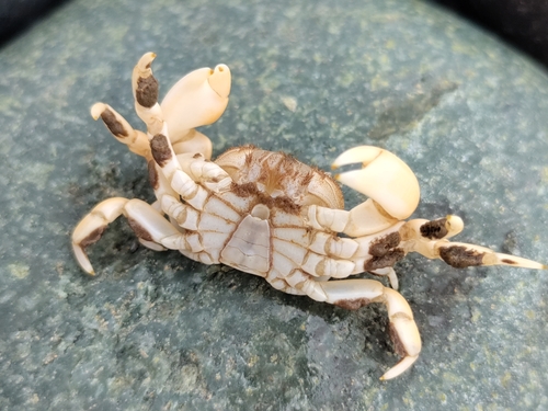 Cangrejito plomo