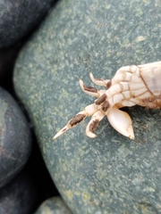 Pinnotherelia laevigata