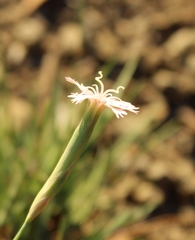 Dianthus micropetalus